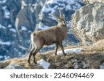 
Alpine ibex (Capra ibex) shows his strength standing on a winter alpine grassland with mountains in the background, Italian Alps