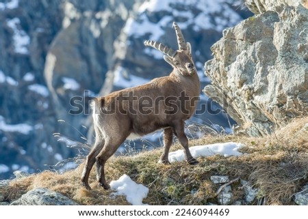 
Alpine ibex (Capra ibex) shows his strength standing on a winter alpine grassland with mountains in the background, Italian Alps