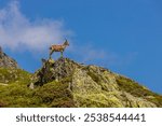 Alpine ibex, Capra ibex, steinbock European species of goat living in the Alps. Mountain goat in the Alps near Chamonix Mont Blanc. Wild goat in the natural environment, mammal wildlif of the Alps