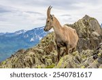 Alpine ibex, Capra ibex, steinbock European species of goat living in the Alps. Mountain goat in the Alps near Chamonix Mont Blanc. Wild goat in the natural environment, mammal wildlif of the Alps