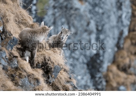 Alpine Ibex (Capra Ibex), two kittens, Stubai Valley, Tyrol, Austria