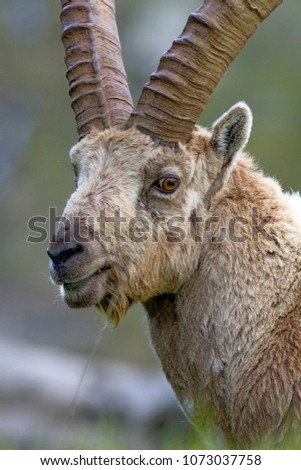 Alpine ibex (Capra ibex) winter, natural alpine environment, Gran Paradiso National Park, Italy.