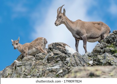 Alpine Ibex Family (Capra Ibex)