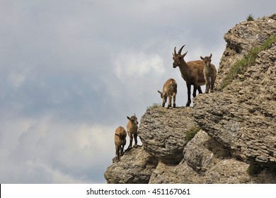 Alpine ibex family photographed on Mt Niederhorn, Switzerland. Rare wild animals living in the Alps.