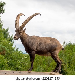 Alpine Ibex Fight With Horns On Rock