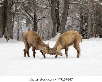 Alpine Ibex Fight In The Snow