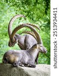 Alpine ibex in the forest