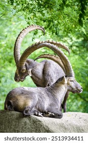 Alpine ibex in the forest
