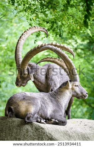 Alpine ibex in the forest