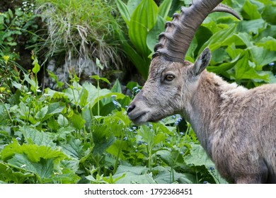 Alpine Ibex In France During Summer