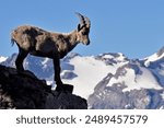 alpine Ibex French Alp National Park Ecrins Wild Animal