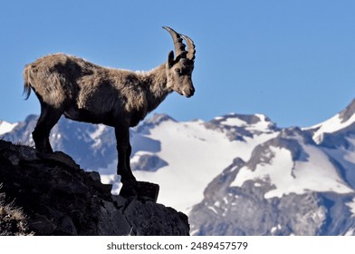 alpine Ibex French Alp National Park Ecrins Wild Animal - Powered by Shutterstock