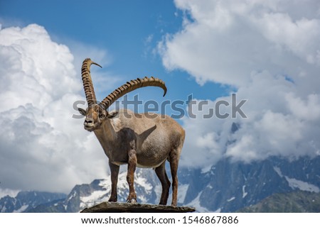 Alpine ibex in front of mountains at in Chamonix