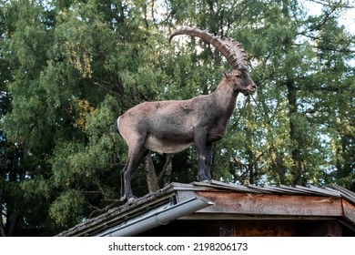 Alpine Ibex, Goats With Long Horns, Perch On The Roofs Of Housesºº