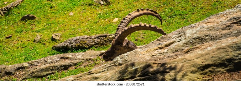 An Alpine ibex head (Capra ibex) behind the rock