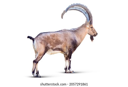 Alpine Ibex isolated on white background, Young alpine ibex male on the top of the mountain isolated on white background