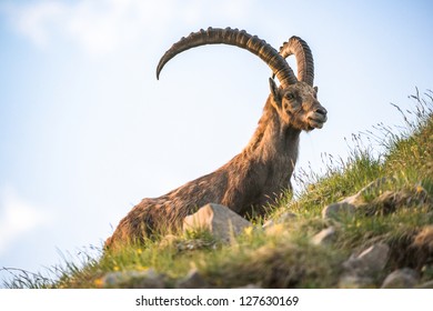 Alpine Ibex (lat. Capra Ibex) On Brienzer Rothorn, Switzerland