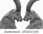 Alpine ibex with long big horn on the white background