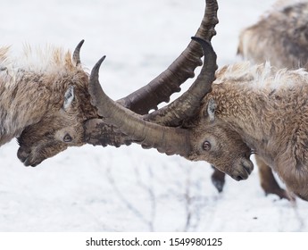 ibex animal fighting