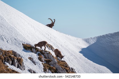 Alpine Ibex in the mountains on the way to Cima di Terrarossa in Italy.