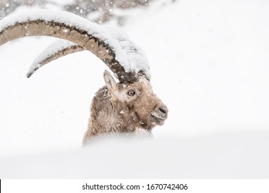 The Alpine ibex and the snowstorm (Capra ibex)