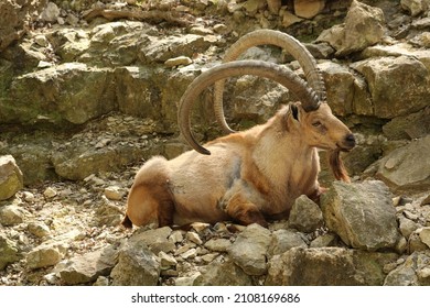 Alpine Ibex In Springtime On The Rocks