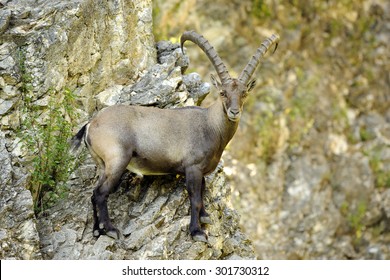 Alpine ibex or Steinbock standing on rocky cliff face (Capra ibex)