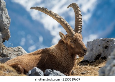 Alpine Ibex In Stelvio National Park