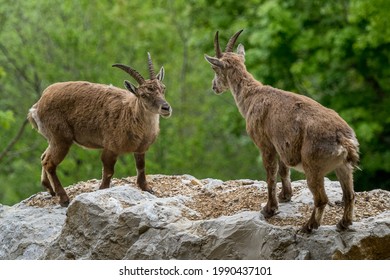 Alpine Ibex Towers Over Its Rival Before The Fight