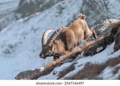 An alpine ibex or wild mountain goat with large, curved horns navigates a steep, rocky terrain covered with patches of snow. Sunlight highlights its fur and the rugged landscape in the background.  - Powered by Shutterstock