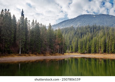 alpine lake among spruce forest in autumn. landscape in carpathian mountains on a sunny weather. beautiful scenery of synevyr national park in ukraine. spruce trees reflection