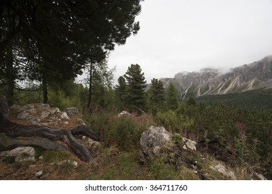 Alpine Landscape