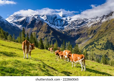 Alpine landscape in Austria with cows on a meadow