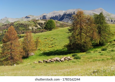 Paysage alpin avec troupeau de moutons