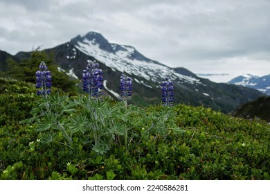 Alpine Lupine

High a top the rocky range in the shadow of snow and ice, still remains the bastion of green where grow these hardy  mountain flowers.  Purple petals (Lupinus nootkatensis)