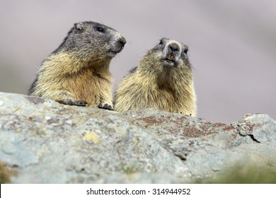 Alpine Marmot