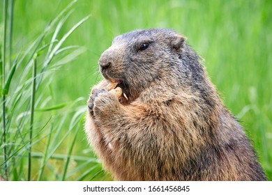 Marmota Images, Stock Photos & Vectors 