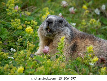 alpine marmot lying in the flowering meadow surrounded by rattleweed and red clover - Grossglockner Austria