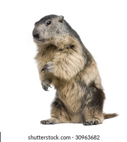 Marmot Images Stock Photos Vectors Shutterstock