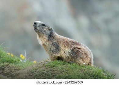 Alpine marmot (Marmota marmota) looking up nearby its burrow in a typical alpine meadow against blurred rocks in the background, Italian Alps, Monviso natural park. 