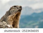 Alpine marmot (Marmota marmota), The marmots (Marmota), also known as Munggen in Switzerland, are a genus of fourteen species of up to 50-centimeter-long true ground squirrels (Marmotini)