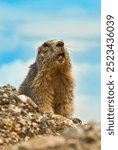 Alpine marmot (Marmota marmota), The marmots (Marmota), also known as Munggen in Switzerland, are a genus of fourteen species of up to 50-centimeter-long true ground squirrels (Marmotini)