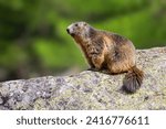 Alpine marmot (Marmota marmota) on a rock at Binntal Nature Park (Valais, Switzerland)