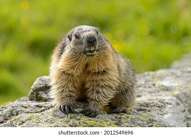 Alpine marmot (Marmota Marmota) on rock, High Tauern National Park, Austria
