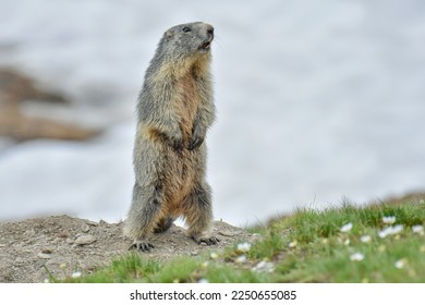 Alpine marmot (Marmota marmota), the alpine sentinel, standing and whistling in an mountain meadow full of flowers, Italian Alps.