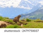 Alpine marmot (Marmota marmota) in the Swiss Alps