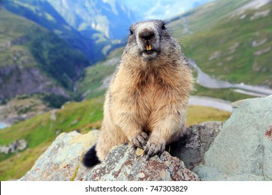 Marmotte Images Stock Photos Vectors Shutterstock