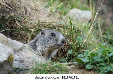 Alpine marmot on mountain meadow