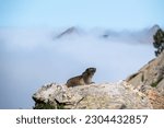 An alpine marmot on a rock over a sea of clouds in the mountains. Small funny groundhog. Ground squirrel in mountainous areas in the national park Pyrenees, part of the route of the 3000 ibones 