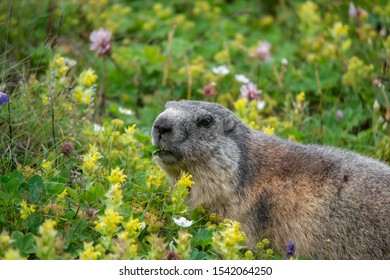 alpine marmot sitting in a flowering meadow eating grass surrounded by rattleweed and red clover - Grossglockner Austria 